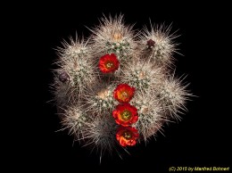 Echinocereus pacificus 1064